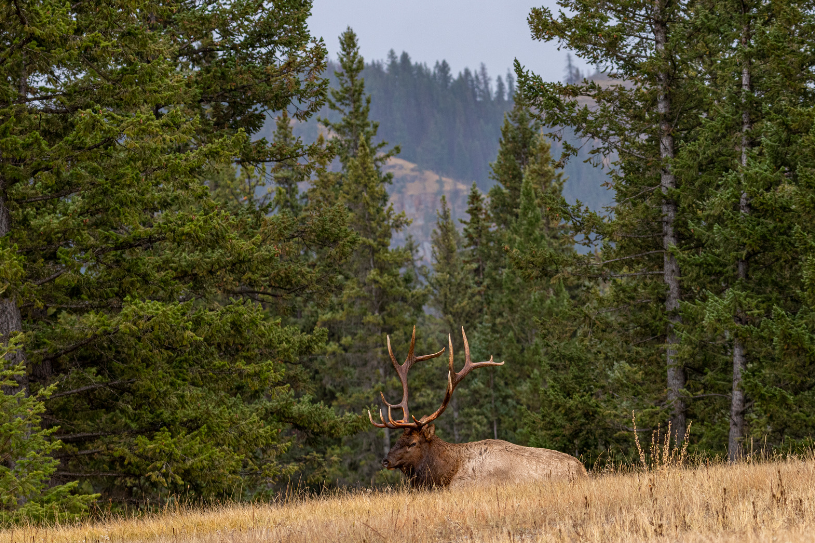 Skærmbillede 2024 07 03 110708