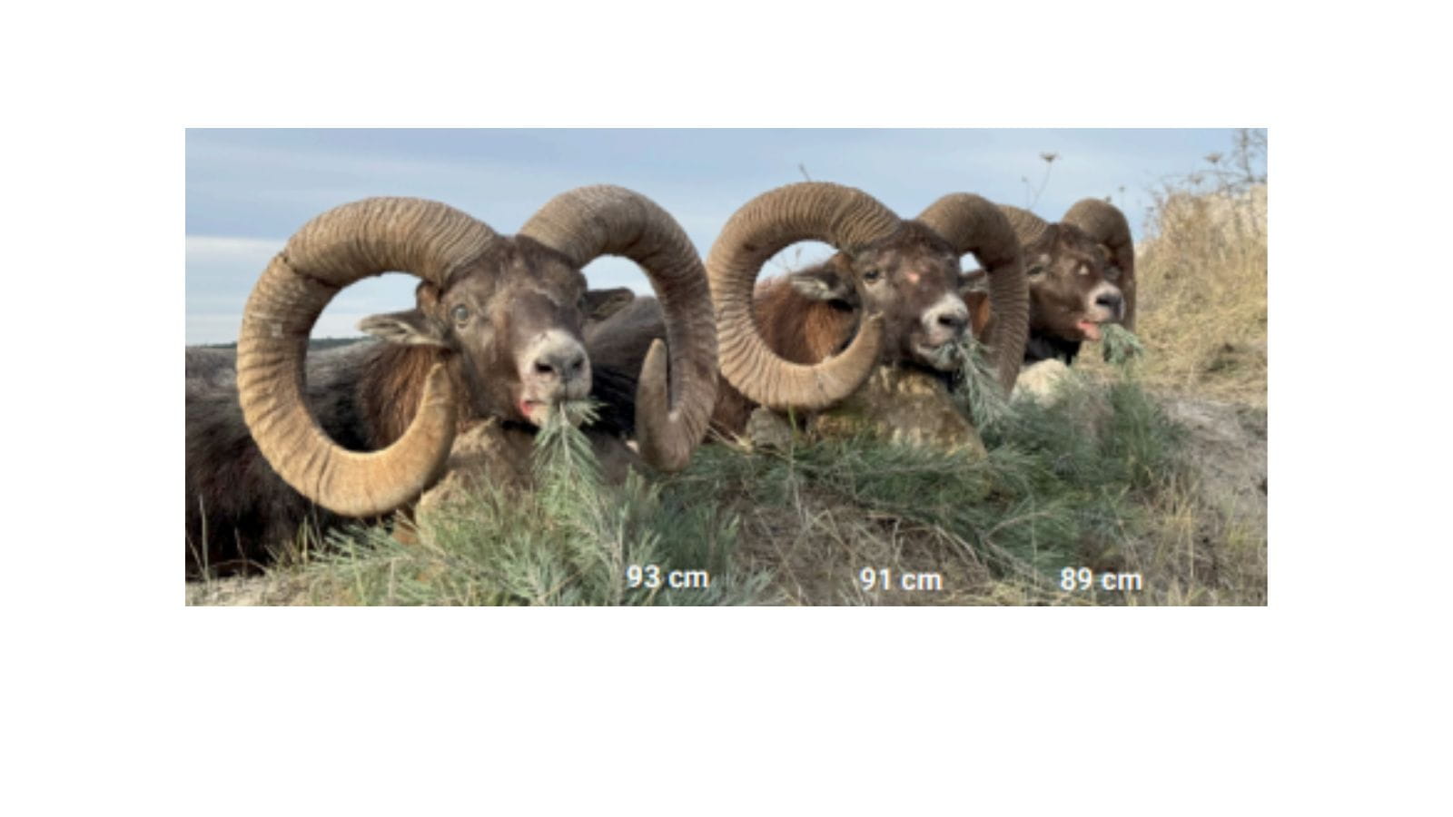 Kopi Af Hjemmeside Og PDF Format 169 (22)