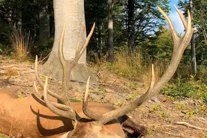 Karpater Kronhjort 8