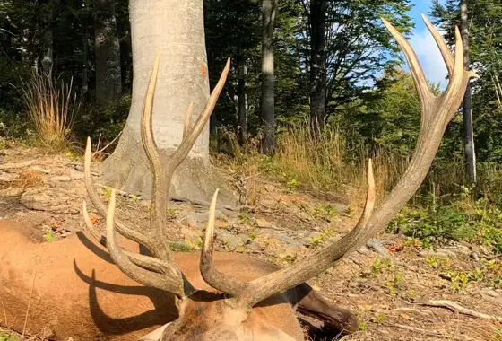 Karpater Kronhjort 8