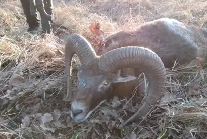 329261057 1581831778955033 4443285431624670252 N