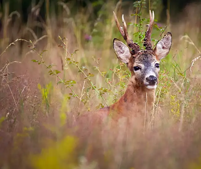 Skærmbillede 2024 07 24 201728