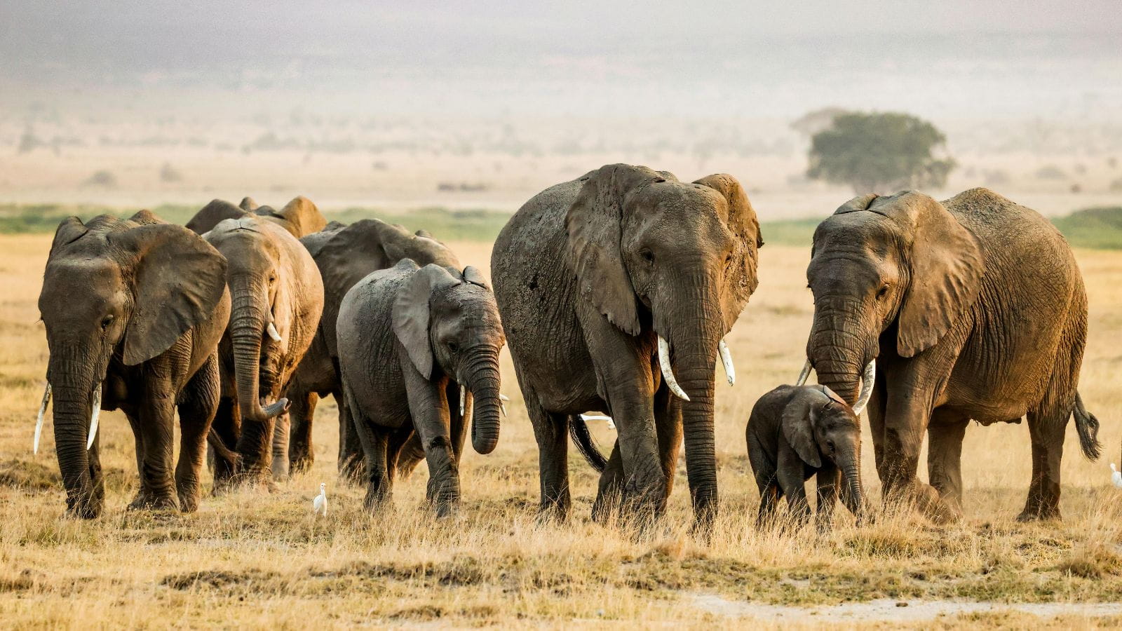 Kopi Af Hjemmeside Og PDF Format 169 (6) (1)