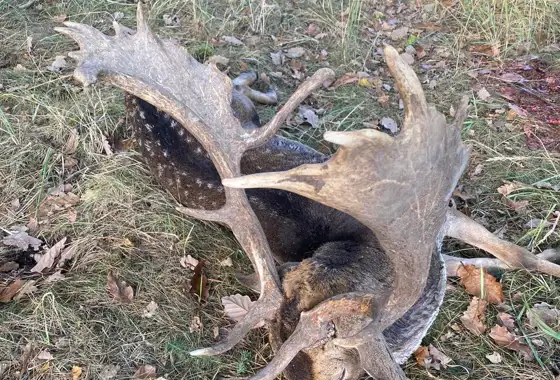 392952290 1089849368981214 7797402428769853940 N