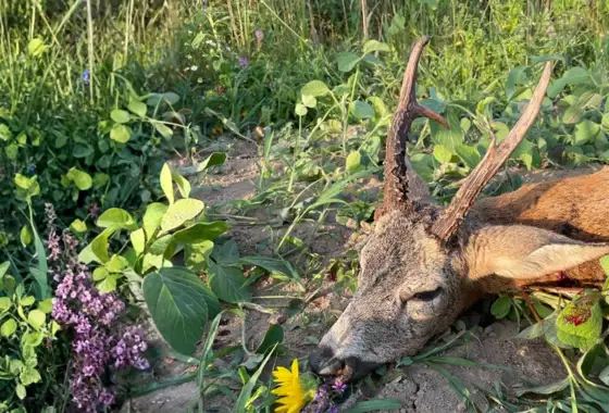 D49B98B0 FCA4 48BB 9B0D D7BC72851AF0