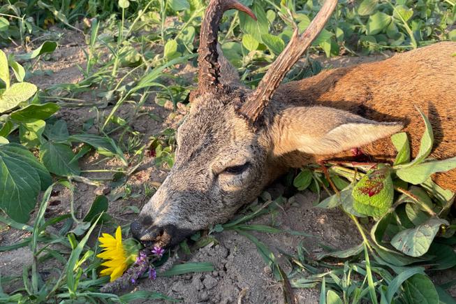 D49B98B0 FCA4 48BB 9B0D D7BC72851AF0