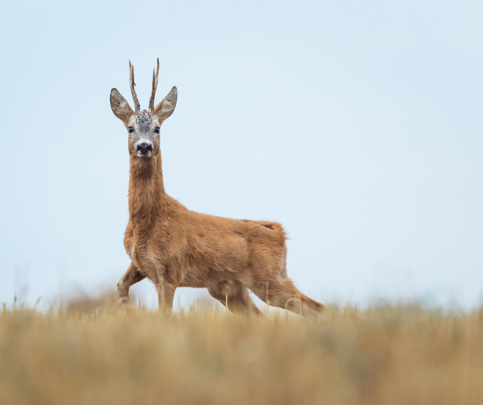 Bukkejagts Billeder Til SOME (5)