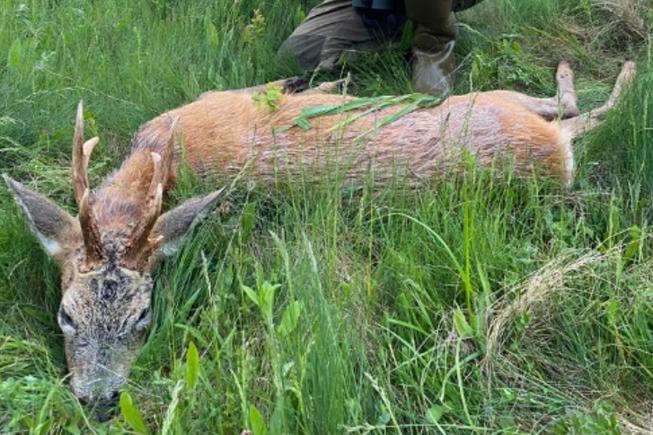 Skærmbillede 2023 05 09 163506