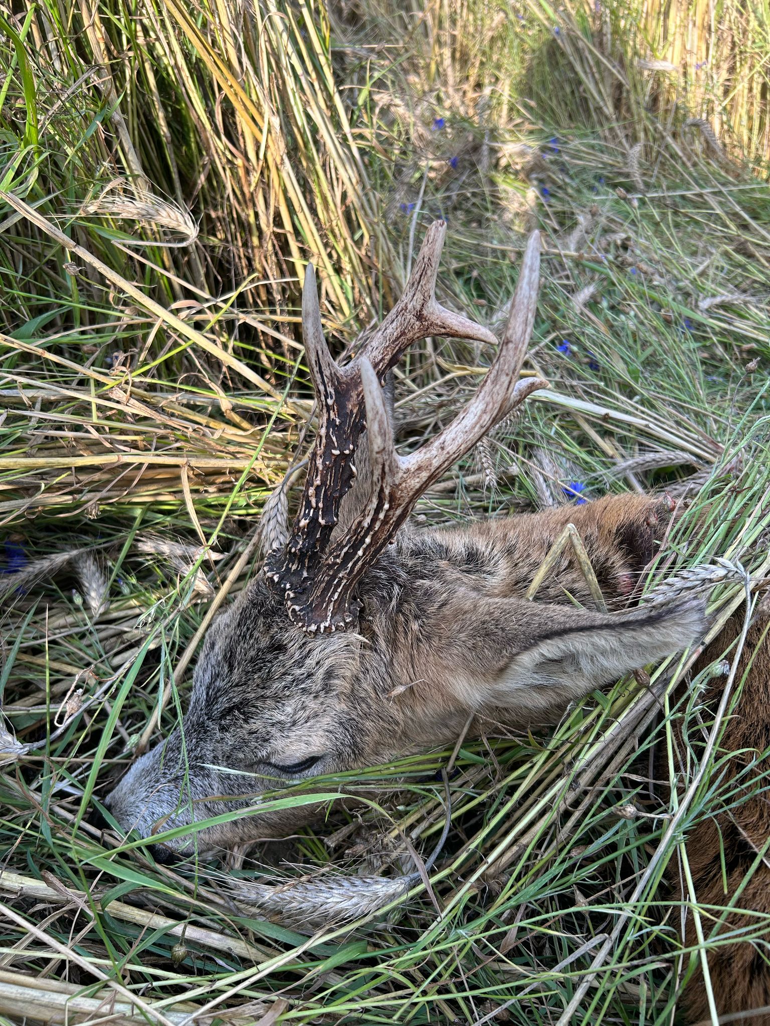 Whatsapp Image 2025 07 29 At 18.07.56