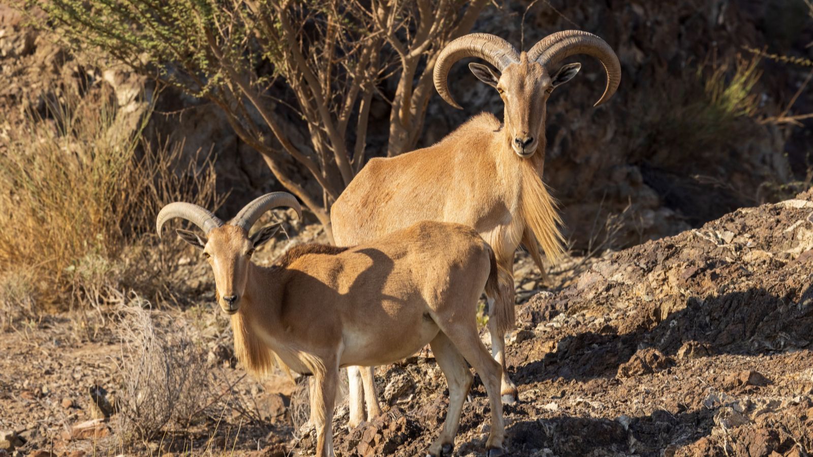Barbary Sheep