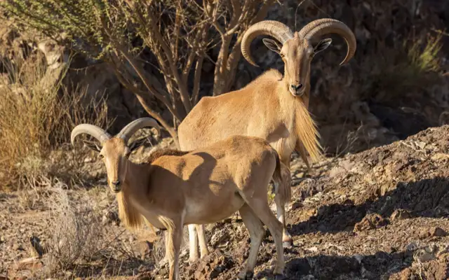 Barbary Sheep