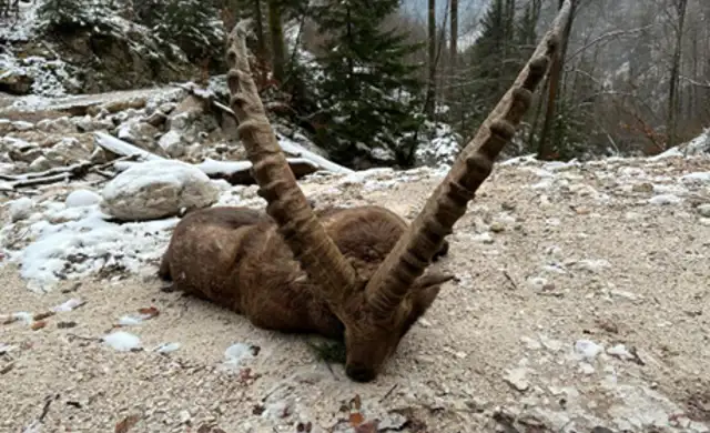 Alpestenbuk / Europæisk stenbuk