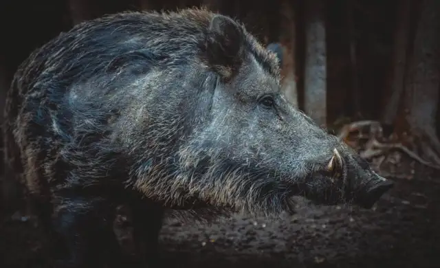 Skærmbillede 2024 09 25 135214