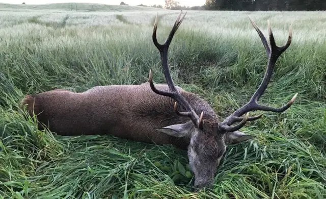 241349510 440571603915956 4827931045300855568 N