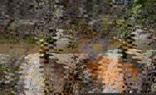 Deer 7563931 1280
