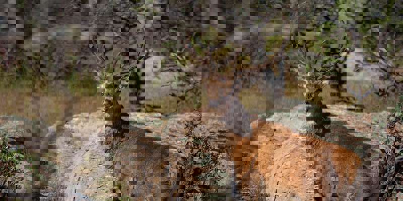 Deer 7563931 1280