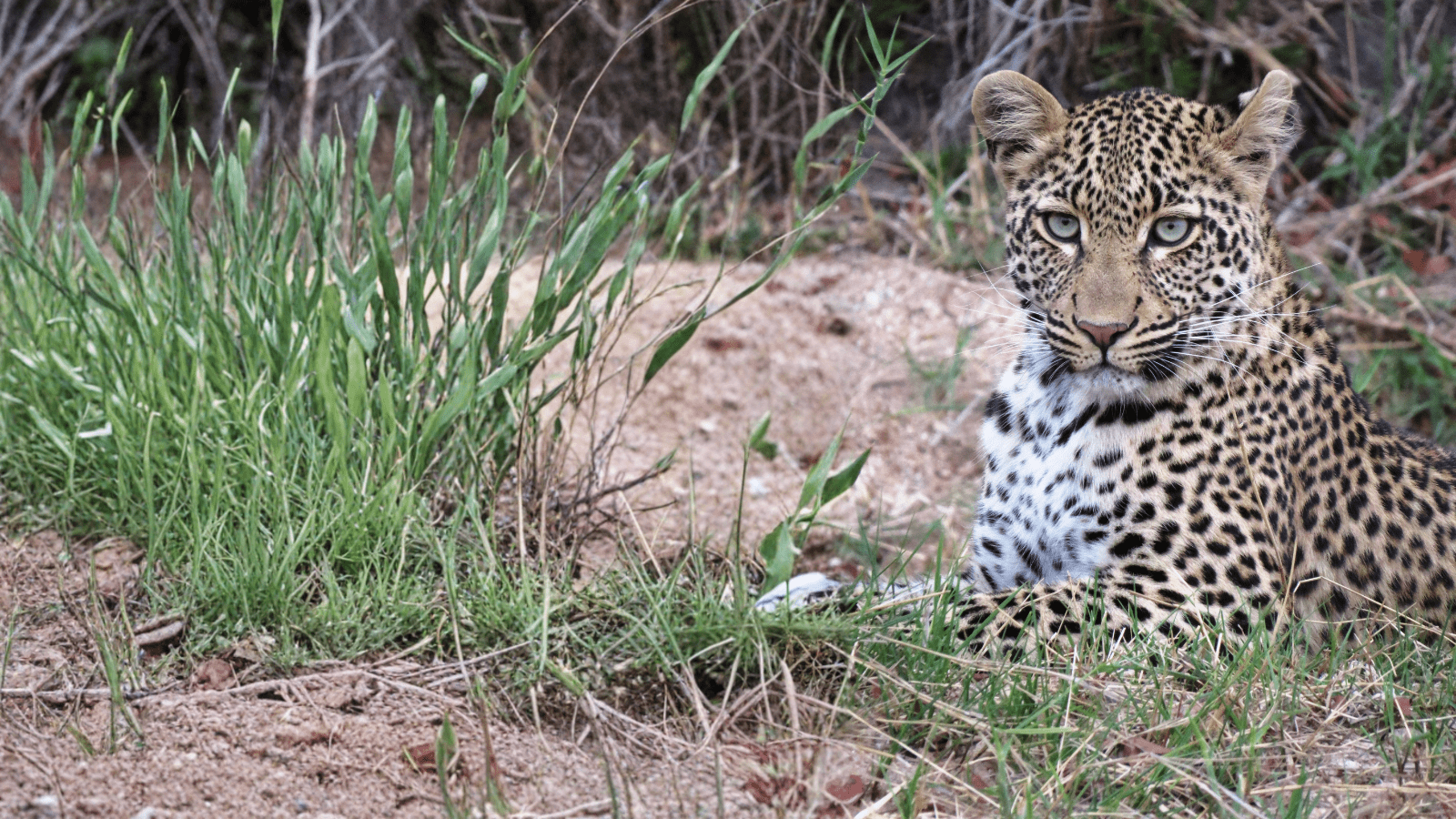 Hjemmeside Og PDF Format 169 (4) Min