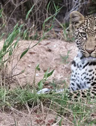 Hjemmeside Og PDF Format 169 (4) Min