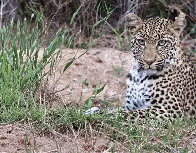 Hjemmeside Og PDF Format 169 (4) Min