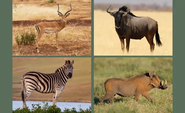 Hjemmeside Og PDF Format 169 Min