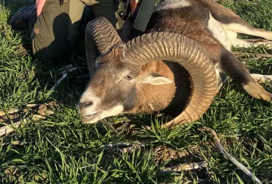 Skærmbillede 2023 05 30 151923