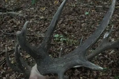 Karpater Kronhjort 7