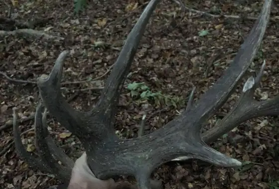 Karpater Kronhjort 7