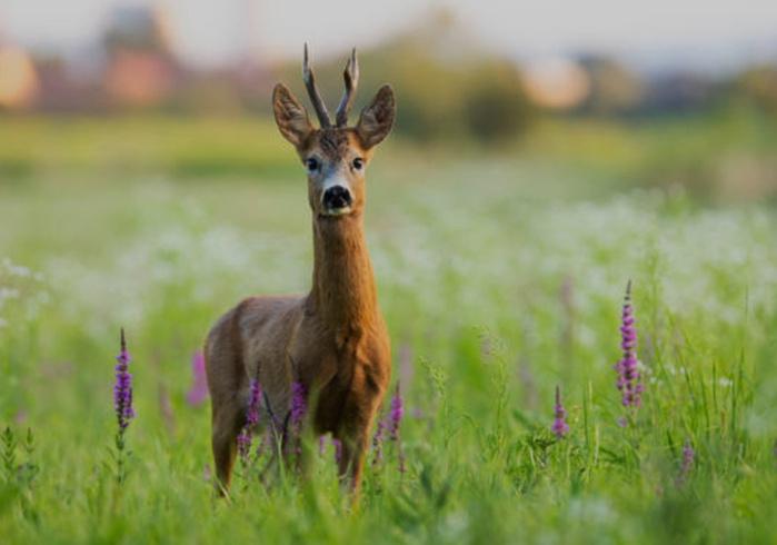Skærmbillede 2024 07 24 202329