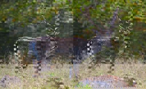 Fallow Deer 7745515 1280