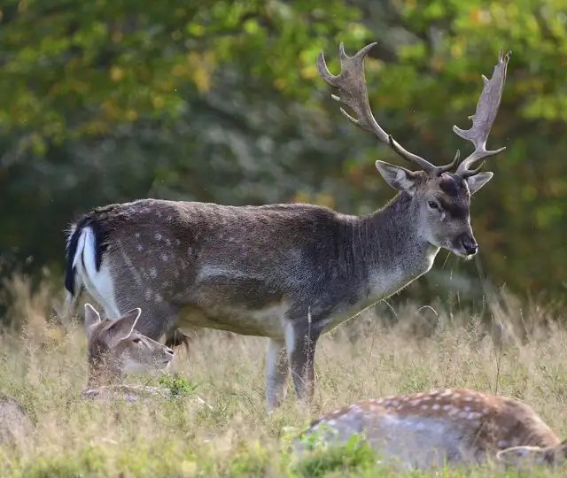 Fallow Deer 7745515 1280