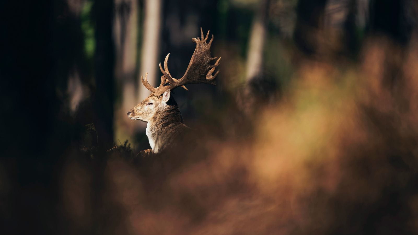 Kopi Af Hjemmeside Og PDF Format 169 (17) (1)