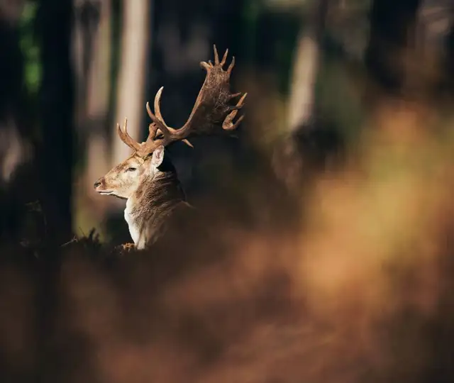 Kopi Af Hjemmeside Og PDF Format 169 (17) (1)