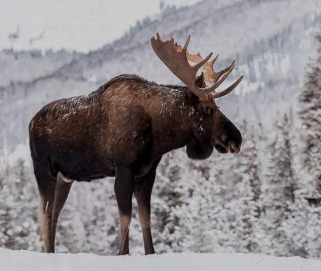 Skærmbillede 2024 03 05 151141