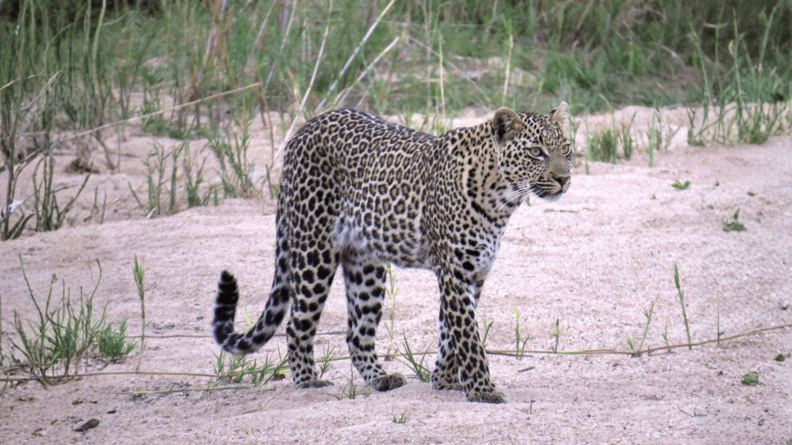 Hjemmeside Og PDF Format 169 (3) Min