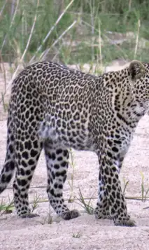 Hjemmeside Og PDF Format 169 (3) Min