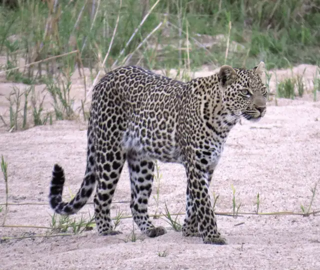 Hjemmeside Og PDF Format 169 (3) Min