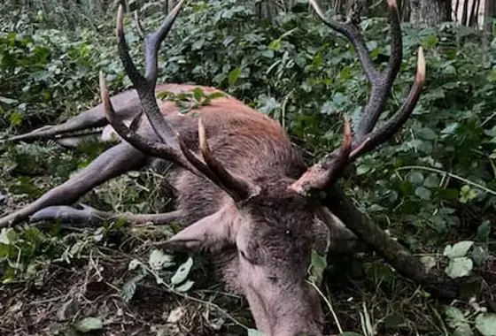 376233415 1059833901982761 7377682560483656307 N