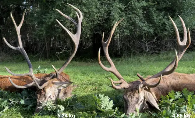 Skærmbillede 2026 04 10 Kl. 10.52.45