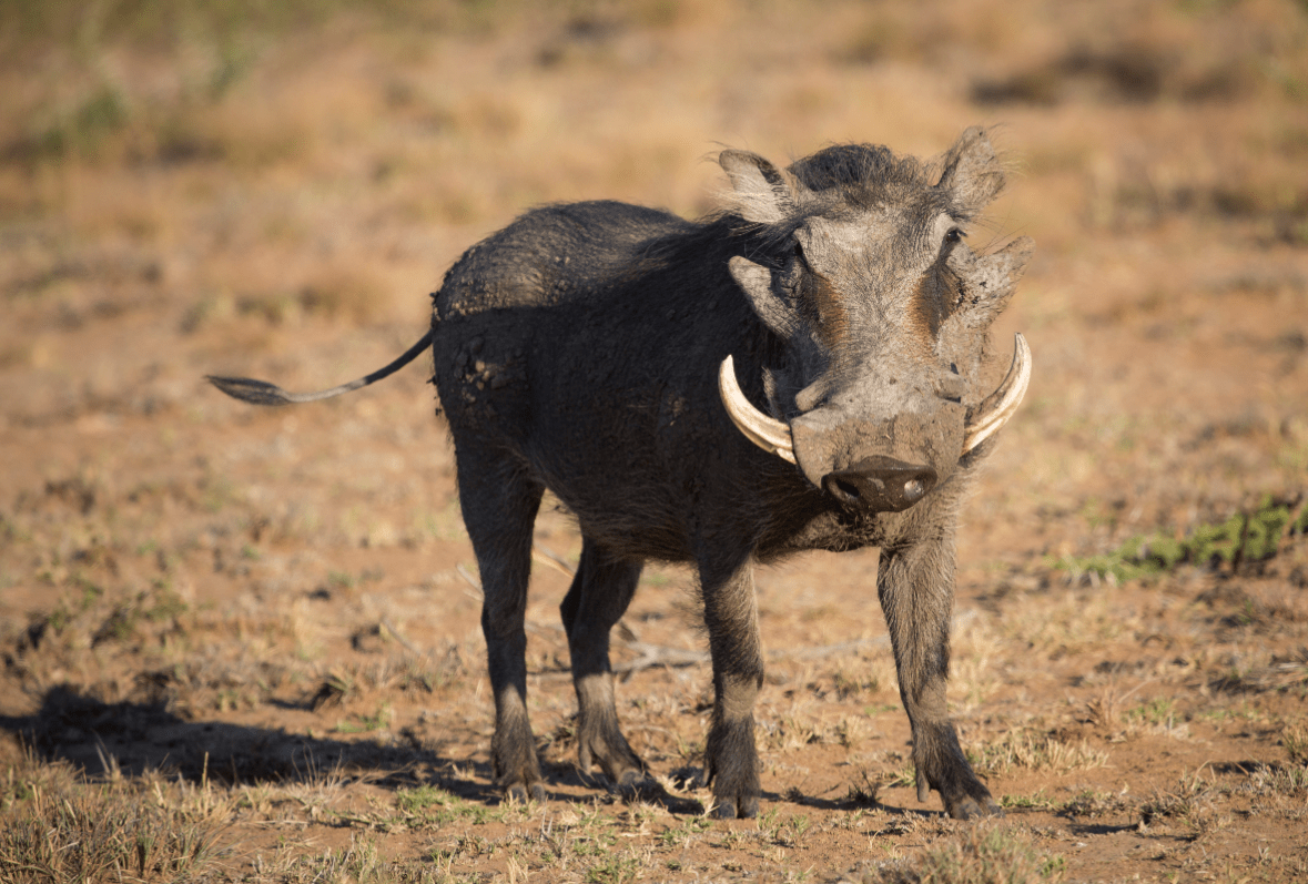 Warthog 1 Print1628610744375