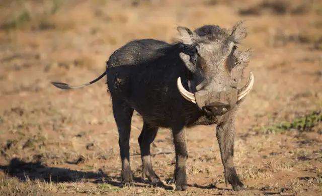 Warthog 1 Print1628610744375