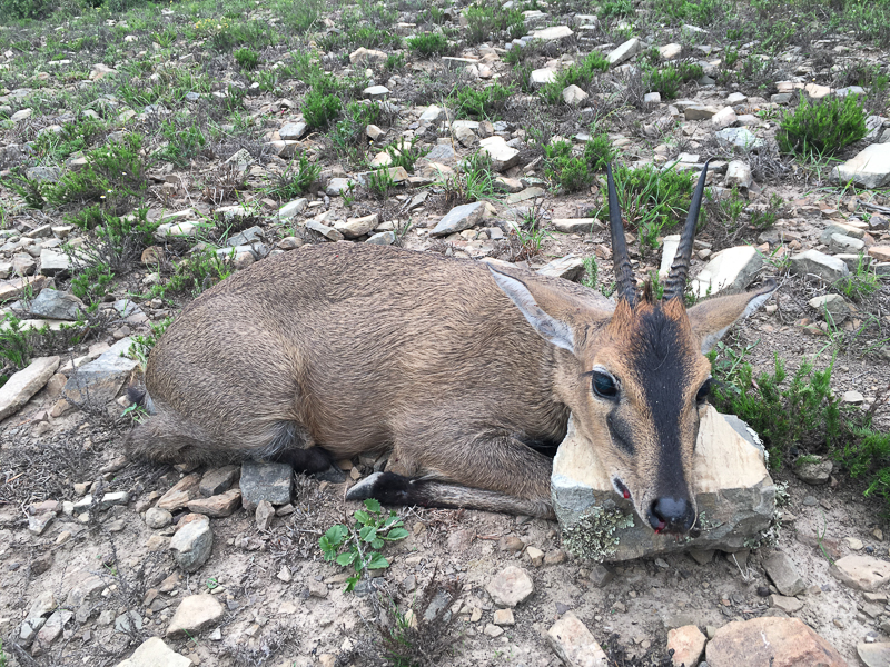 JF Safaris Hunting Trophies 008