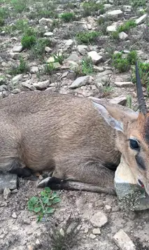 JF Safaris Hunting Trophies 008