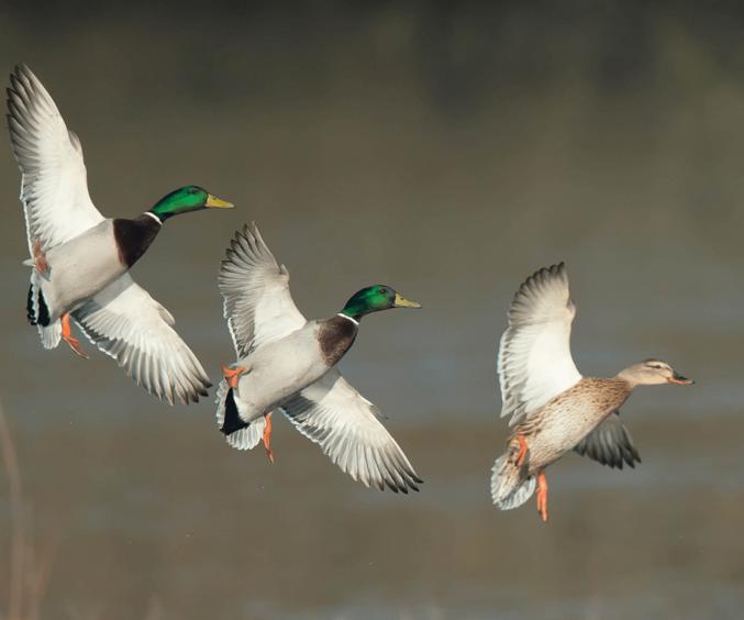 Billeder Hjemmeside Min