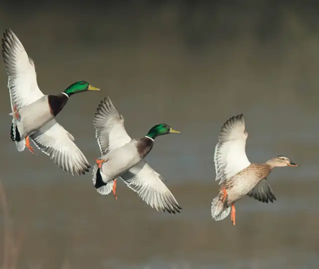 Billeder Hjemmeside Min