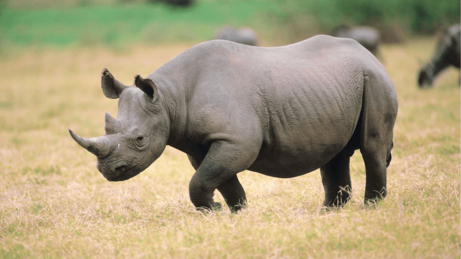 Hjemmeside Og PDF Format 169 (2) Min