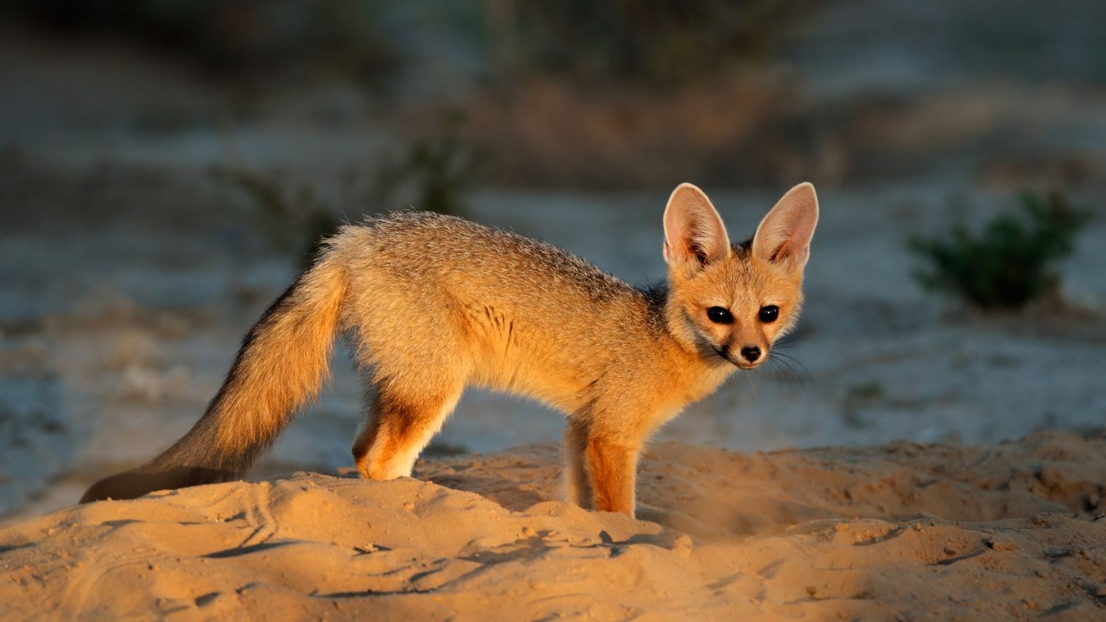 Kopi Af Hjemmeside Og PDF Format 169 (10) Min