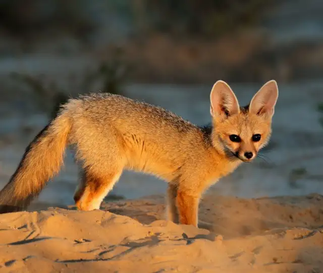 Kopi Af Hjemmeside Og PDF Format 169 (10) Min