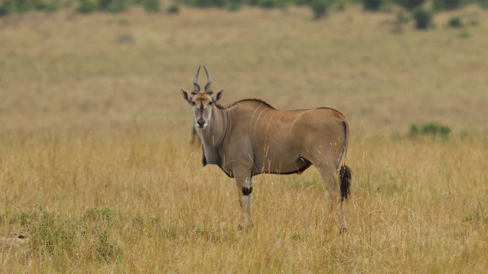 Kopi Af Hjemmeside Og PDF Format 169 (7) Min