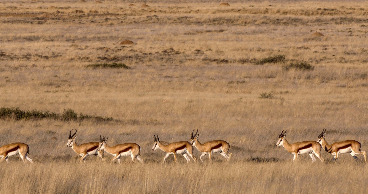 Springboks 6573533 1280