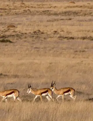 Springboks 6573533 1280